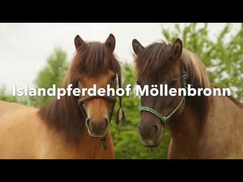 Bodenarbeitskurs 19/11/17 - Islandpferdehof Möllenbronn