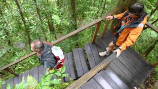 The Daintree Rainforest & Cape tribulation tour gives you a day exploring the rainforest and amazing landscapes of the Cape Tribulation wilderness area. 