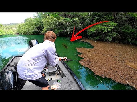 Chasing Monster Bass With BIG Swimbaits in Uber Clear Water Creeks.