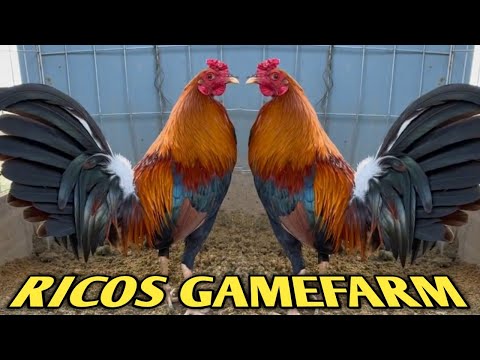 Pure Larry Romero Kelso - RICOS FARM