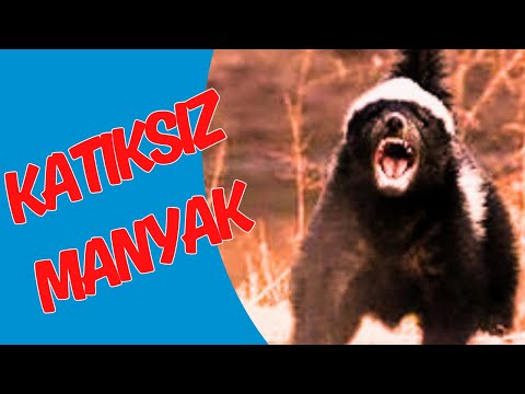 Honey Badger Funny Documentary Turkish | #medyabilgini #honeybadger