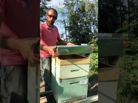 PinTest : misurare il livello di igienicità (HYG+) all’interno di un alveare En. Testing HYG+ level