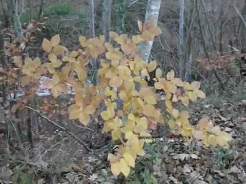 Sarnano, Abbazia di santa Maria inter rivora o di Piobbico sec  XI  @manortiz46az