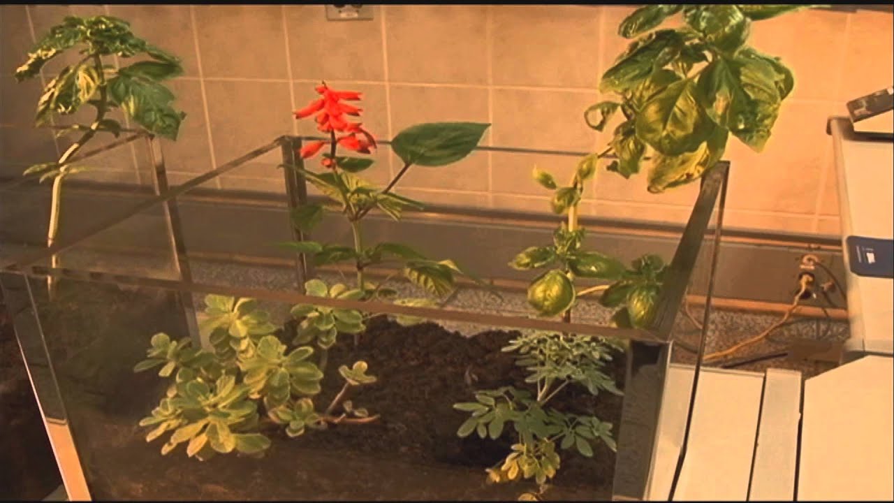 Conheça o fertilizante feito a partir de resíduos sólidos - Jornal Futura - Canal Futura