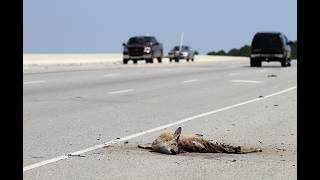 RED ALERT! MAJOR DANGER ON THE HIGHWAYS!