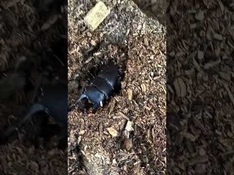 園芸 インセクトホテル