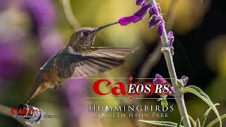 Hummingbirds at Hahn park - Canon's R8 with both the RF 100-500mm L IS USM & RF 200-800mm lenses