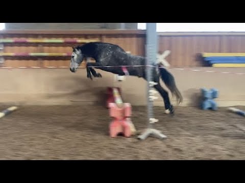 Don 🤍 erstes Freispringen und noch mehr Spaß • Spanier • Cruzado