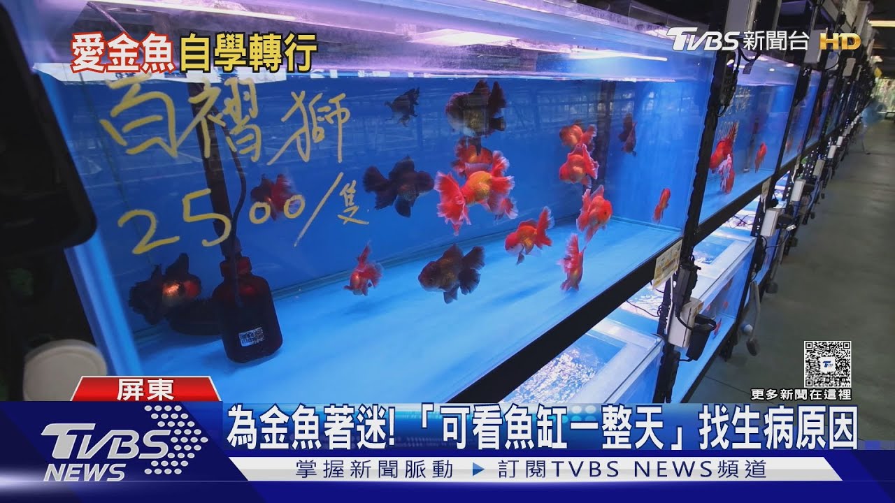 屏東「金魚帝國」曝光！上班族變養殖場老闆　盼成全台最大金魚種源庫