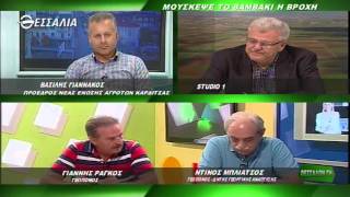 Θεσσαλών Γη Μούσκεψε το βαμβάκι η βροχή 28 09 2015