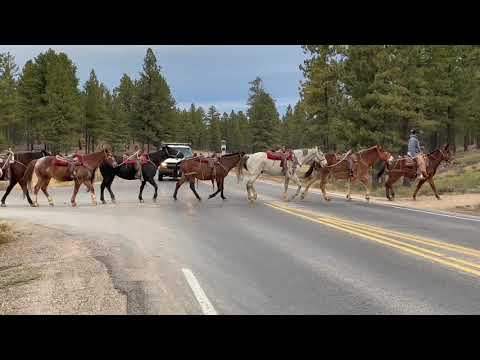 Horses being moved in Bryce Canyon