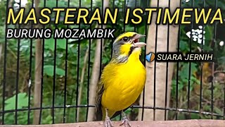 Download lagu MOZAMBIK GACOR SUARA ISTIMEWA UNTUK MASTERAN mp3 Download lagu MOZAMBIK GACOR SUARA ISTIMEWA UNTUK MASTERAN mp3