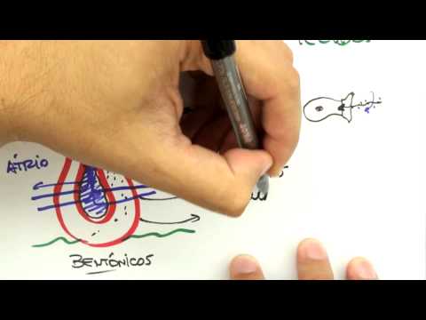 Me Salva! Extensivo de Biologia - ZOO02 - Poríferos - Aula I - Características Anatômicas