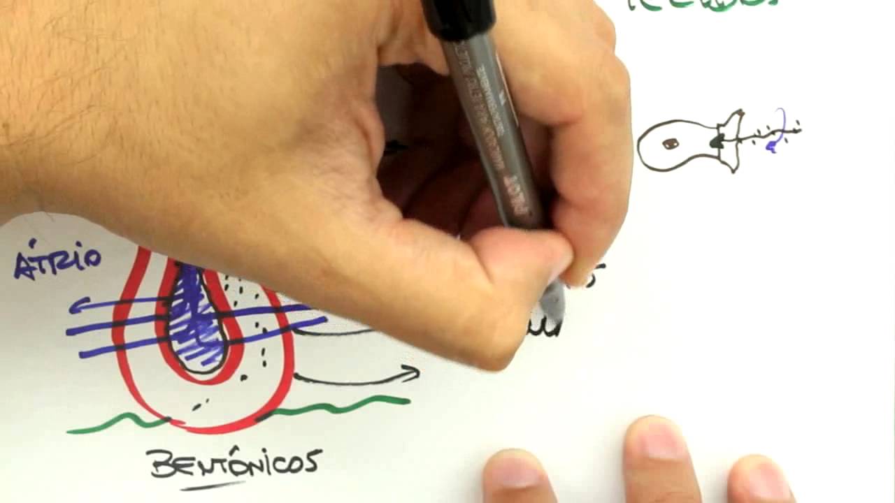Me Salva! Extensivo de Biologia - ZOO02 - Poríferos - Aula I - Características Anatômicas