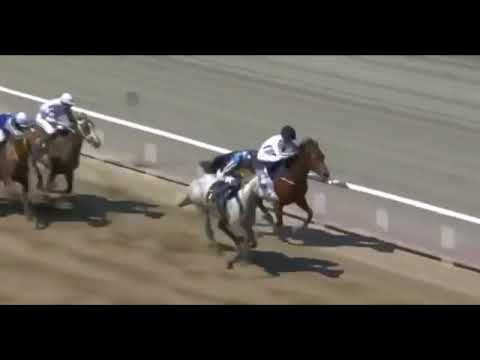 WATHBA STALLIONS CUP- GR3 - JAGERSRO RACECOURSE- MALMO - 06 JUNE 2021