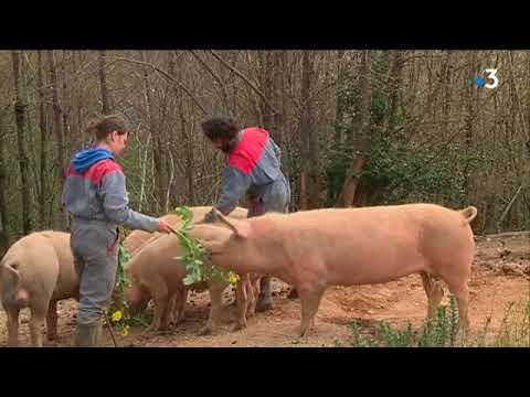 , title : 'Du bon, du bio ! L'exemple d'un élevage de cochons bio dans le Tarn'