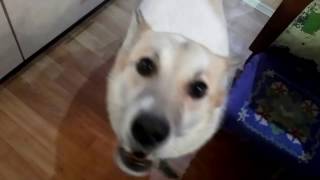 Собака Найда поёт под губную гармошку.

Подпишись на мой инстаграм https://www.instagram.com/funnylpets/
Подпишись на мой канал: https://www.youtube.com/channel/UCJfMRIJpSsnjPLj869J3P7g
Я в VK:
