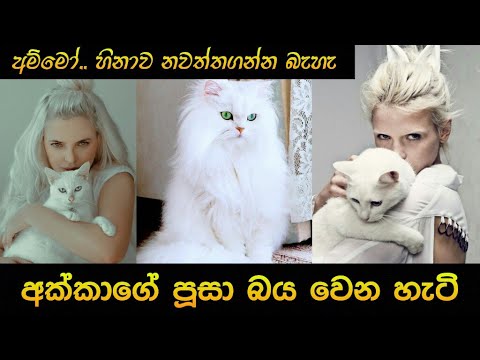 අක්කාගේ පූසා බය වෙන හැටි | Cat Scared | #016