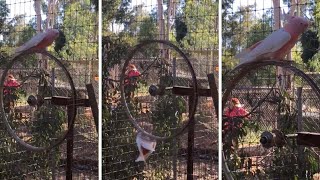 Cockatoo loves going around in circles