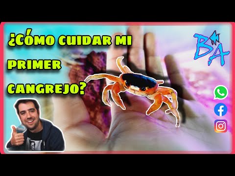 , title : 'Cómo cuidar un cangrejo de playa, acuario Bioacuatixz'