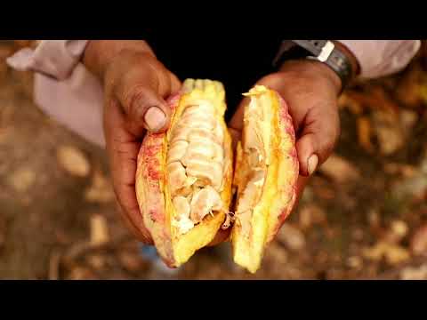 JANGALA (CACAO&SELVA) HOW WE ELABORATE OUR CHOCOLATE BEAN TO BAR