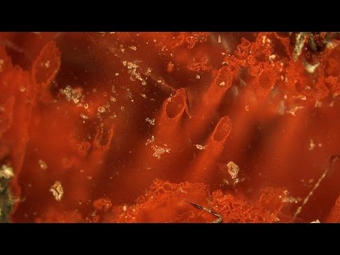 Scientists Find The Oldest Evidence Of Life On Earth