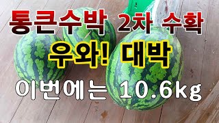 [텃밭농부. 1,161]  우와! 대박.  통큰수박 2차수확 이번엔 10.6kg #수박재배
