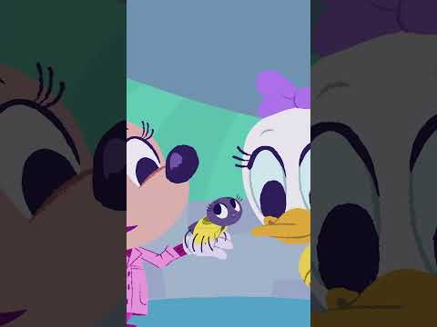 Minnie Mouse and Daisy Duck make friends with the Itsy Bitsy Spider! #DisneyJunior #NurseryRhymes