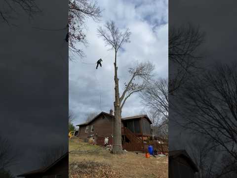 Tree removal - sometimes you gotta take a little swing just for fun #treeclimber #arborist