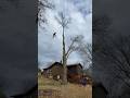 Tree removal - sometimes you gotta take a little swing just for fun #treeclimber #arborist #climbing