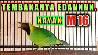 Download lagu cucak ranting gacor nembak perih untuk masteran ampuh sekali‼️ mp3