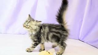 ミヌエットの動画01