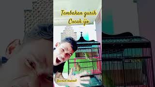 Download lagu cucak ijo isian tepus #kicaumania #cucakijo #birds #fyp #viral mp3 Download lagu cucak ijo isian tepus #kicaumania #cucakijo #birds #fyp #viral mp3