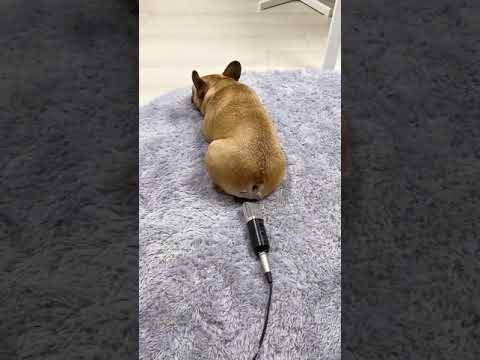 Dog farts into microphone and gets scared 😂😂😂 #shorts