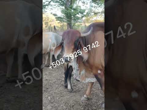 Toro disponible en Ctón San Francisquito, San Francisco Gotera, Morazán, El Salvador