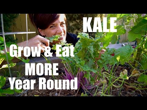 Growing Kale  - Tips on How to Grow & Eat More Year Round