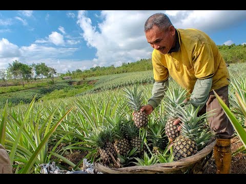 US Agriculture Harvesting MILLIONS OF PINEAPPLES