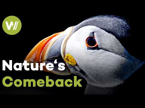 Britain's Wild Isles: The United Kingdom's Battle for Biodiversity (Documentary, 2022)