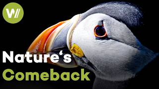 Britain's Wild Isles: The United Kingdom's Battle for Biodiversity (Documentary, 2022)