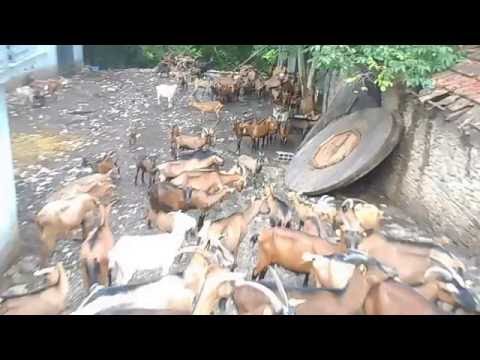 Leshnicë e Epërme, Komuna e Zhelinës, Tetovë