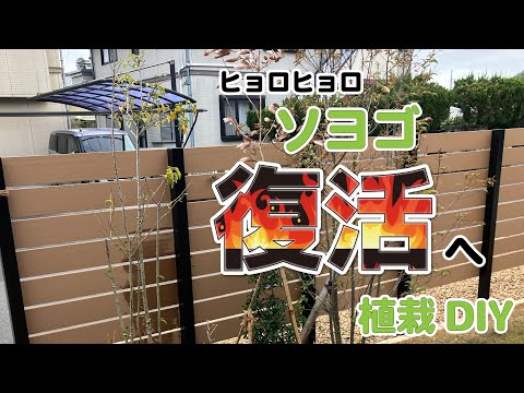 黄色くなったThujaの生垣：復活させることはできるでしょうか？どのような治療法を節約すればよいでしょうか？  庭園