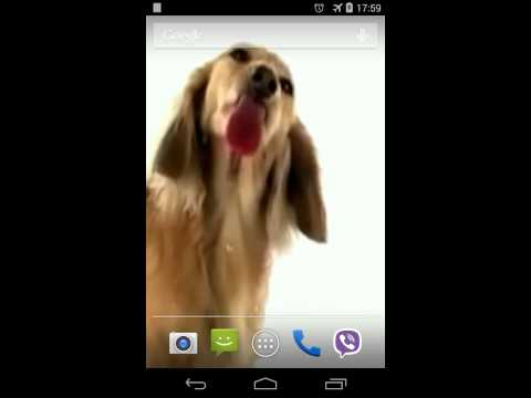 Dog Licks Screen Video LWP