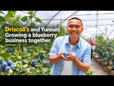 Driscoll's and Yunnan: Growing a blueberry business together