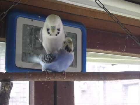 2021 04 22 JR Puschelt