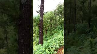 Download lagu Story WA- pemandangan dari atas bukit mp3 Download lagu Story WA- pemandangan dari atas bukit mp3