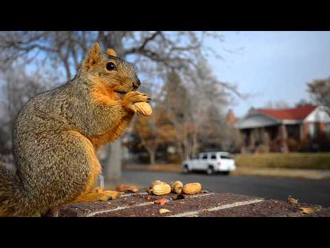 Earl the Christmas Squirrel