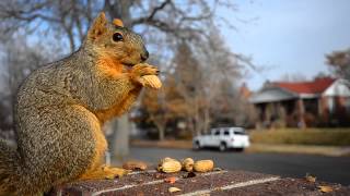 Earl the Christmas Squirrel