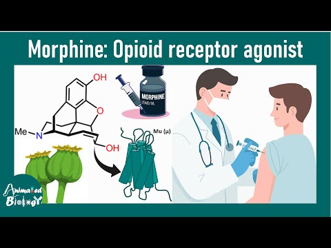 Morphine | How morphine affects or brain and body? | Pharmacology of morphine | Opioids