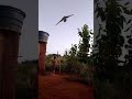 O Avião Está Caindo Avião