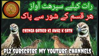 Download lagu quail hunting sounds Raat k liay#batair ki awaz# #commonquailsounds #batair ka bolara mp3